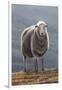 Herdwick Sheep-Jeremy Paul-Framed Giclee Print