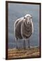 Herdwick Sheep-Jeremy Paul-Framed Giclee Print