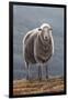 Herdwick Sheep-Jeremy Paul-Framed Giclee Print