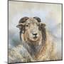 Herdwick Sheep-Dina Perejogina-Mounted Art Print