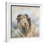 Herdwick Sheep-Dina Perejogina-Framed Art Print