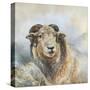 Herdwick Sheep-Dina Perejogina-Stretched Canvas