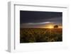 Here Come the Sunflowers-Vincent James-Framed Photographic Print