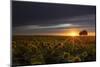 Here Come the Sunflowers-Vincent James-Mounted Photographic Print