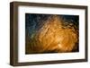 Here comes the sun-Looking out of a tubing wave at sunrise from inside the wave-Mark A Johnson-Framed Photographic Print