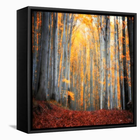 Here Comes the Sun-Philippe Sainte-Laudy-Framed Stretched Canvas