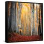 Here Comes the Sun-Philippe Sainte-Laudy-Framed Stretched Canvas