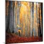 Here Comes the Sun-Philippe Sainte-Laudy-Mounted Premium Photographic Print