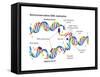 Heredity-Encyclopaedia Britannica-Framed Stretched Canvas