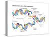 Heredity-Encyclopaedia Britannica-Stretched Canvas