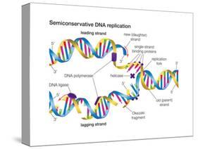 Heredity-Encyclopaedia Britannica-Stretched Canvas