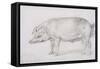 Hereford Boar, C.1803-04-James Ward-Framed Stretched Canvas