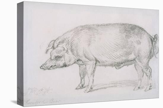 Hereford Boar, C.1803-04-James Ward-Stretched Canvas