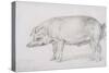 Hereford Boar, C.1803-04-James Ward-Stretched Canvas