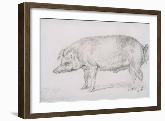 Hereford Boar, C.1803-04-James Ward-Framed Giclee Print