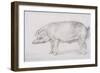 Hereford Boar, C.1803-04-James Ward-Framed Giclee Print