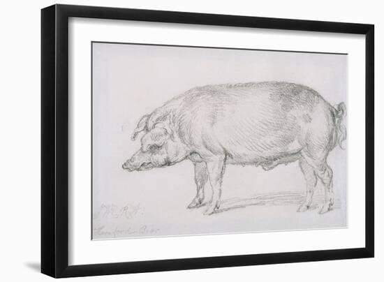 Hereford Boar, C.1803-04-James Ward-Framed Giclee Print