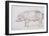 Hereford Boar, C.1803-04-James Ward-Framed Giclee Print