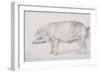 Hereford Boar, C.1803-04-James Ward-Framed Giclee Print