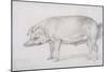 Hereford Boar, C.1803-04-James Ward-Mounted Giclee Print