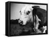 Hereford Bull-null-Framed Stretched Canvas