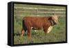 Hereford Bull-DLILLC-Framed Stretched Canvas