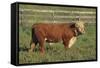 Hereford Bull-DLILLC-Framed Stretched Canvas