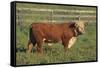 Hereford Bull-DLILLC-Framed Stretched Canvas