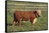 Hereford Bull-DLILLC-Framed Stretched Canvas