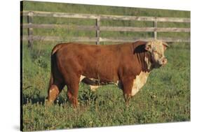 Hereford Bull-DLILLC-Stretched Canvas