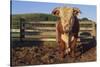 Hereford Bull-DLILLC-Stretched Canvas