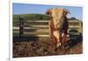 Hereford Bull-DLILLC-Framed Photographic Print