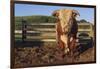 Hereford Bull-DLILLC-Framed Photographic Print