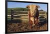 Hereford Bull-DLILLC-Framed Photographic Print