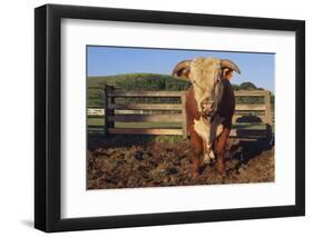 Hereford Bull-DLILLC-Framed Photographic Print