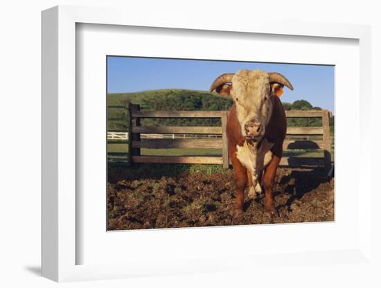 Hereford Bull-DLILLC-Framed Photographic Print