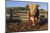 Hereford Bull-DLILLC-Mounted Photographic Print