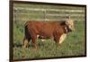 Hereford Bull-DLILLC-Framed Photographic Print