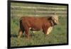 Hereford Bull-DLILLC-Framed Photographic Print