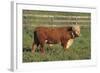 Hereford Bull-DLILLC-Framed Photographic Print