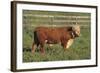 Hereford Bull-DLILLC-Framed Photographic Print