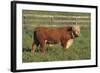 Hereford Bull-DLILLC-Framed Photographic Print