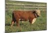 Hereford Bull-DLILLC-Mounted Photographic Print