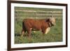 Hereford Bull-DLILLC-Framed Photographic Print