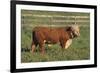 Hereford Bull-DLILLC-Framed Photographic Print