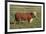 Hereford Bull-DLILLC-Framed Photographic Print