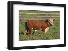 Hereford Bull-DLILLC-Framed Photographic Print