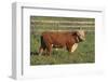 Hereford Bull-DLILLC-Framed Photographic Print