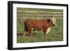 Hereford Bull-DLILLC-Framed Photographic Print