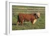 Hereford Bull-DLILLC-Framed Photographic Print